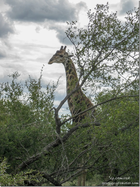 Giraffe Kruger National Park Mpumalanga South Africa