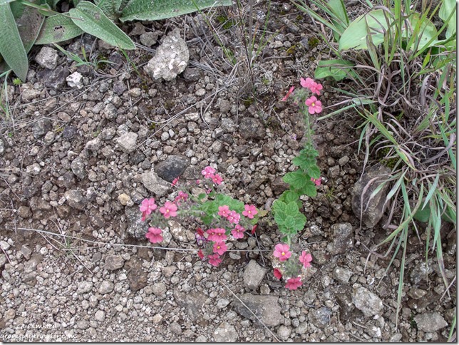 Little pink flowers Drakensburg hike KwaZulu-Natal South Africa