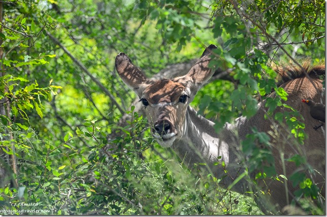 Gray Rhebok Kruger National Park South Africa