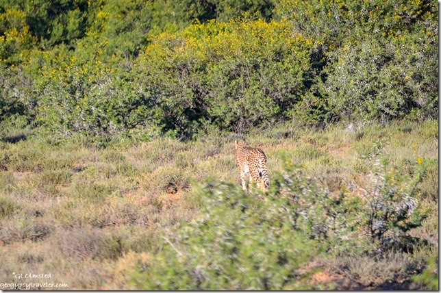 Cheetah Mountain Zebra National Park Eastern Cape South Africa