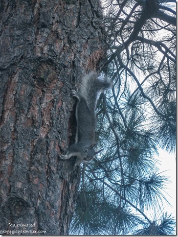 Abert Squirrel KOA campground Flagstaff Arizona