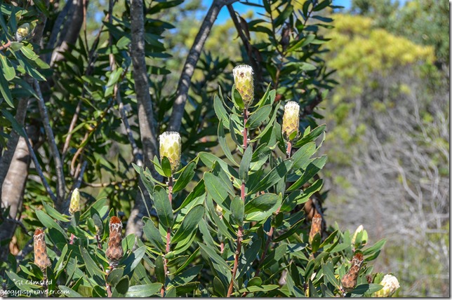 Forest White Sugarbush (Protea mundii) Grootriver Pass Nature's Valley South Africa