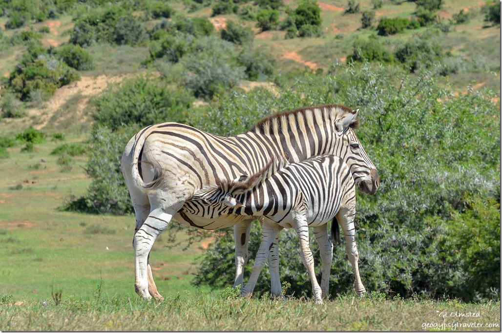 Zebra suckling from underground birdhide Addo Elephant National Park South Africa