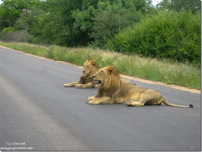 Male lions Kruger National Park Mpumalanga South Africa