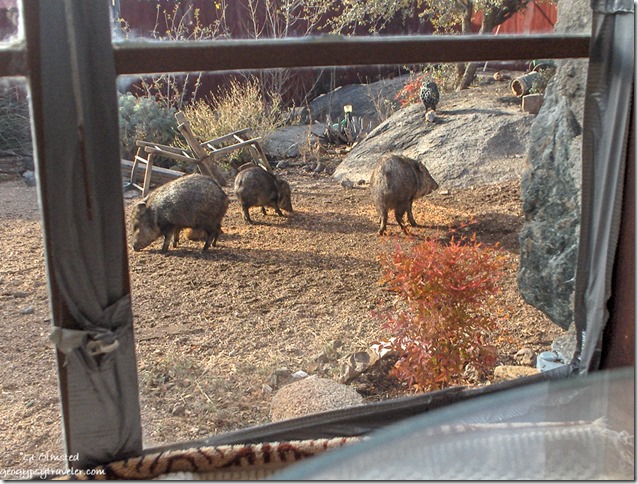 Javelinas & baby in Berta's side yard Yarnell Arizona