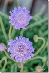 purple Bee flowers Berta's Yarnell Arizona