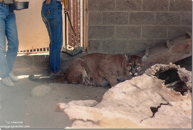 Whiskers Cougar California Living Museum Bakersfield California