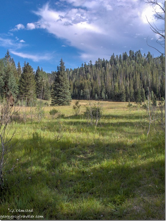 Meadow along Cape Royal Road North Rim Grand Canyon National Park Arizona