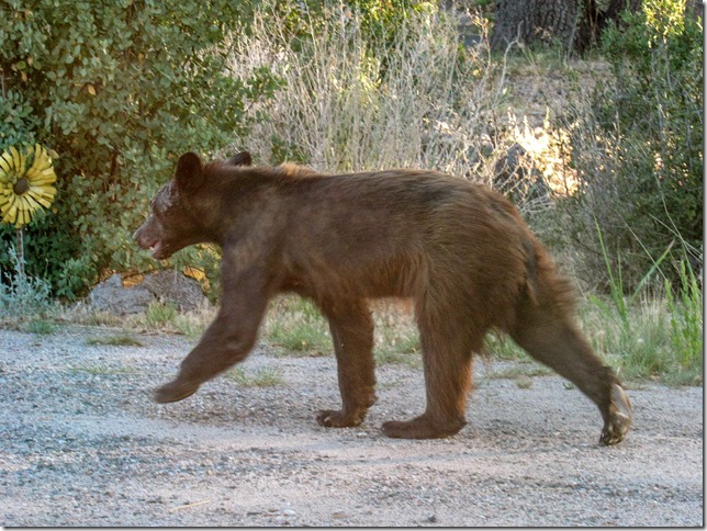 bear Yarnell Arizona by Barb Schlegel