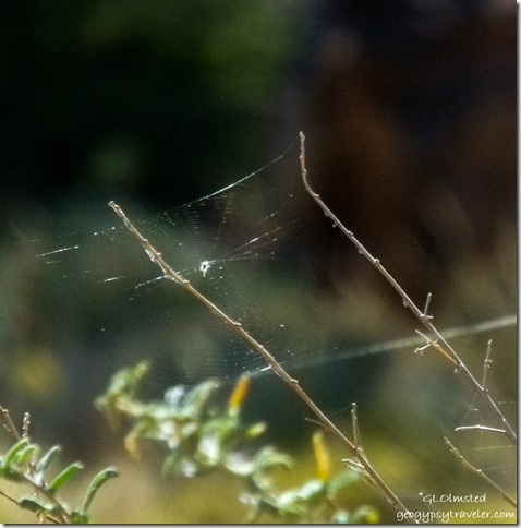 Spider web leaving Tuweep Grand Canyon National Park Arizona