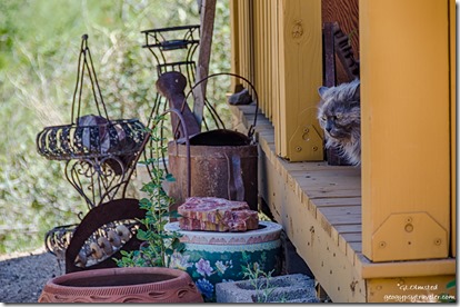 yard art Sierra cat on shed porch Yarnell Arizona