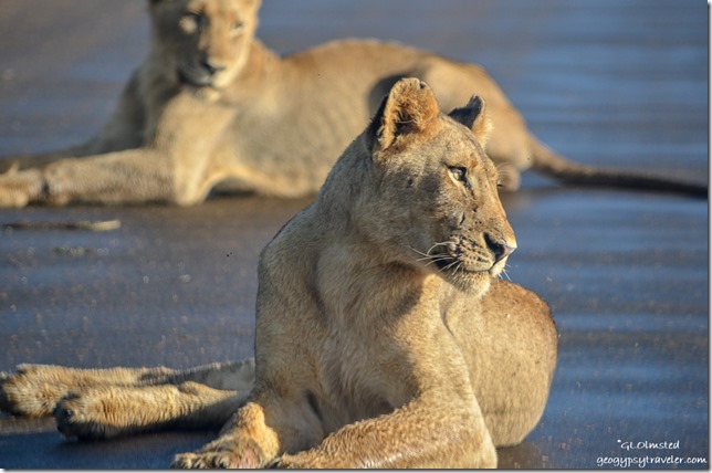 Lions Kruger National Park South Africa