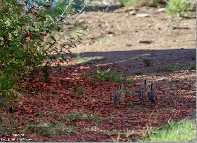 three baby quail Yarnell Arizona