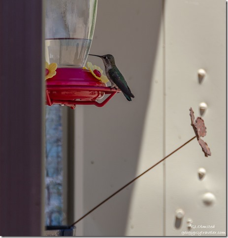 hummingbird feeder Yarnell Arizona