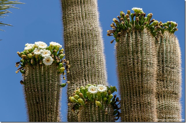 white saguaro flowers SR89 Arizona