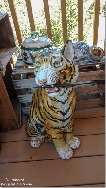 tiger with pen shed porch Yarnell Arizona
