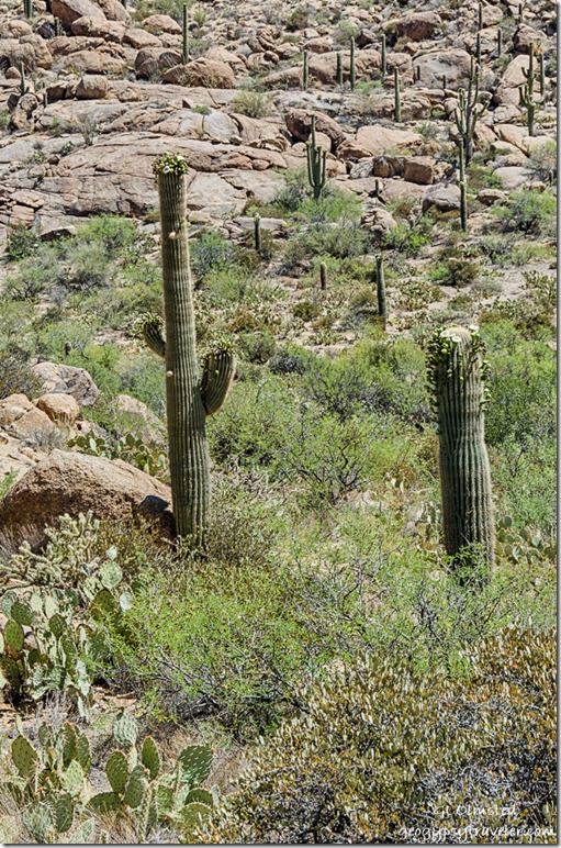 desert boulders flowering Saguaro cactus SR96 Arizona