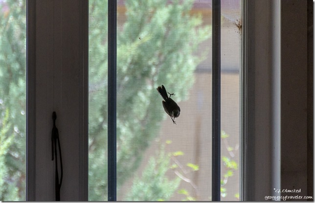 bird on kitchen window Yarnell Arizona