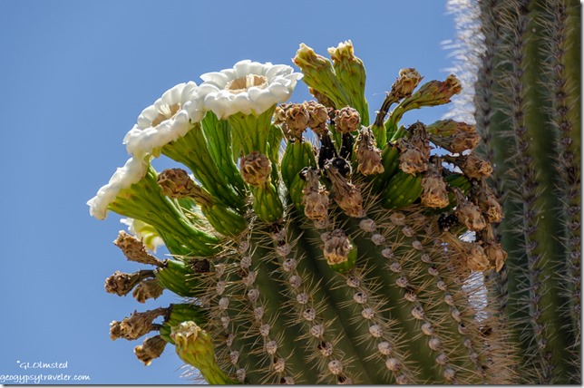white flowers saguaro road to Bagdad Arizona