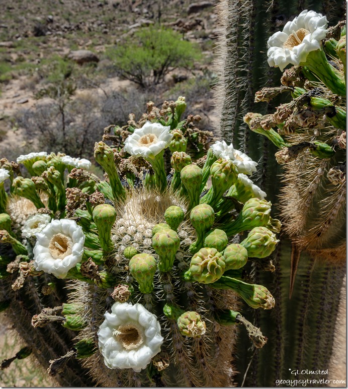 white flowers saguaro road to Bagdad Arizona
