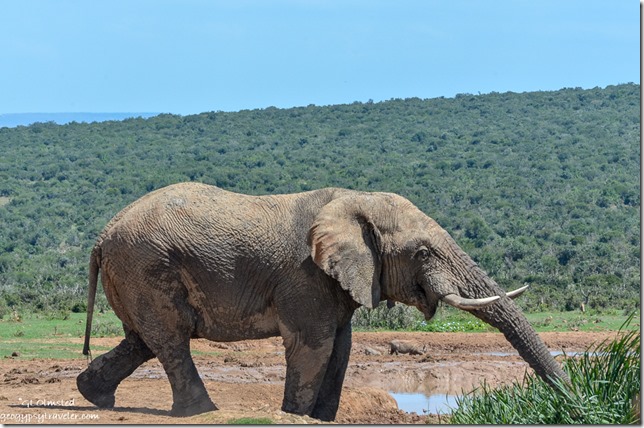Elephant at waterhole Addo Elephant National Park South Africa