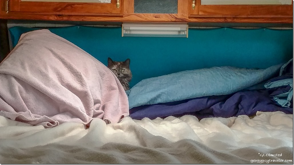 Sierra cat behind bed pillows in truckcamper