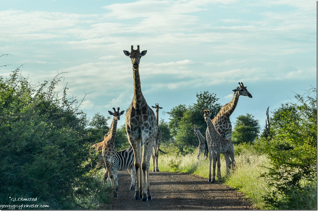 Giraffe & Zebra Kruger National Park South Africa