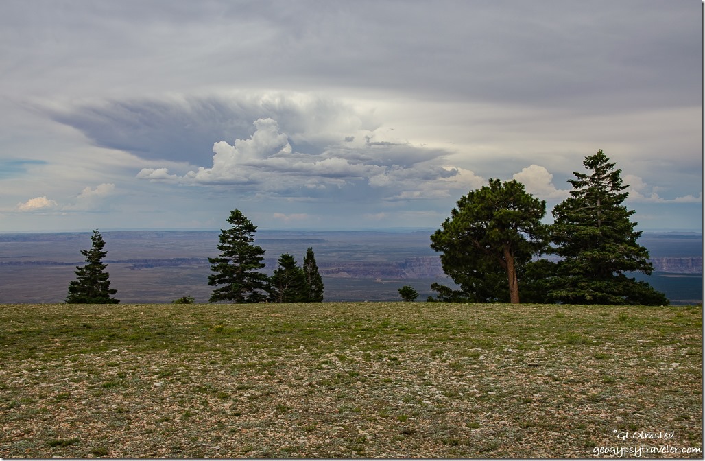 trees Marble Canyon storm clouds Marble View Kaibab National Forest Arizona