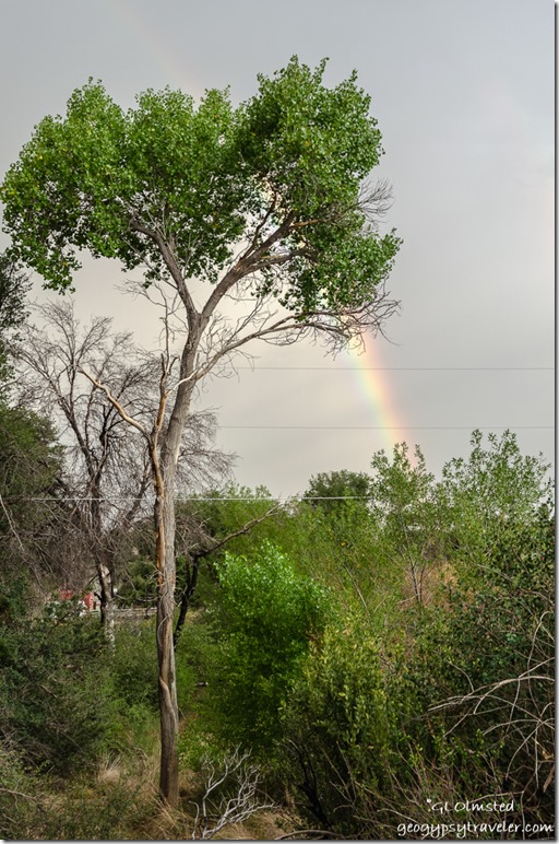 bushes Cottonwood rainbow Yarnell Arizona
