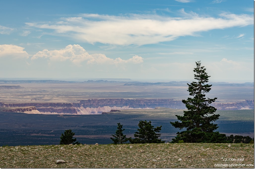  view East trees light & shadow Marble Canyon clouds Marble View Kaibab National Forest Arizona