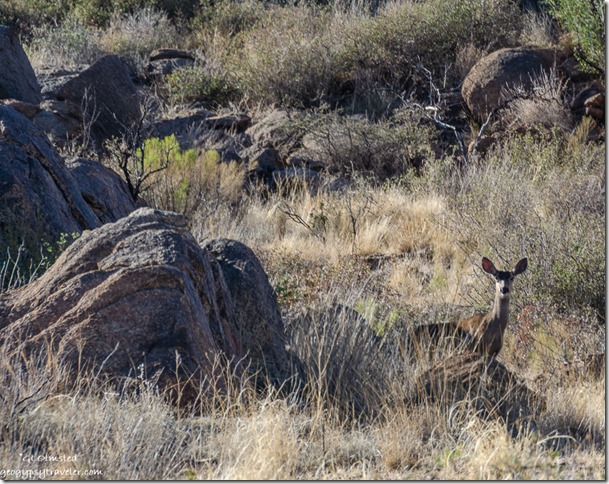 boulders deer Weaver Mountains Yarnell Arizona