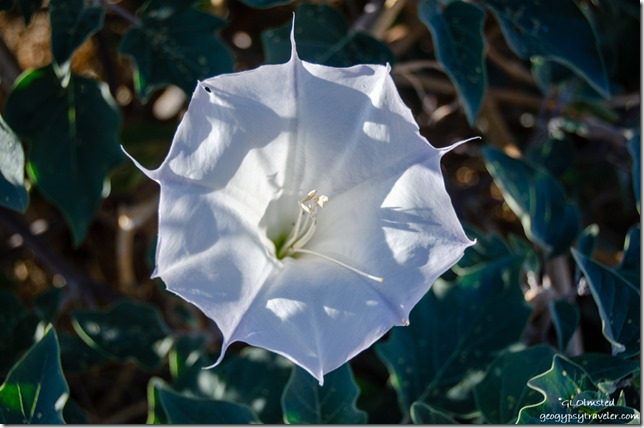 white Datura flower Yarnell Arizona
