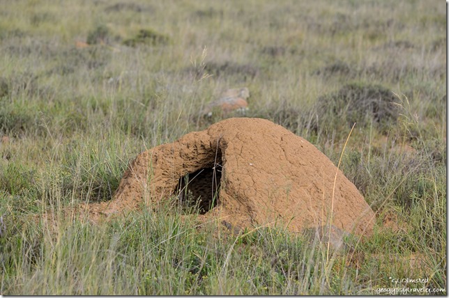 Dug out termite mound Mountain Zebra National Park Eastern Cape South Africa