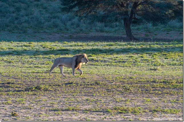 Lion Kgalagadi Transfrontier Park South Africa