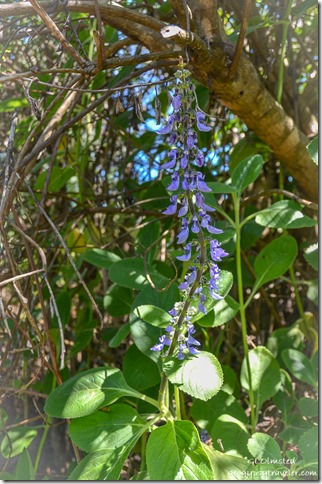 Unidentified blue flower Waterfall trail Wild Spirit Backpackers Nature's Valley South Africa