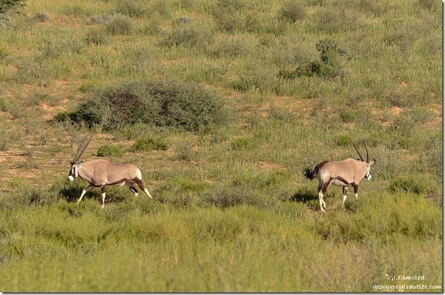 Gemsboks Kgalagadi Transfrontier Park South Africa