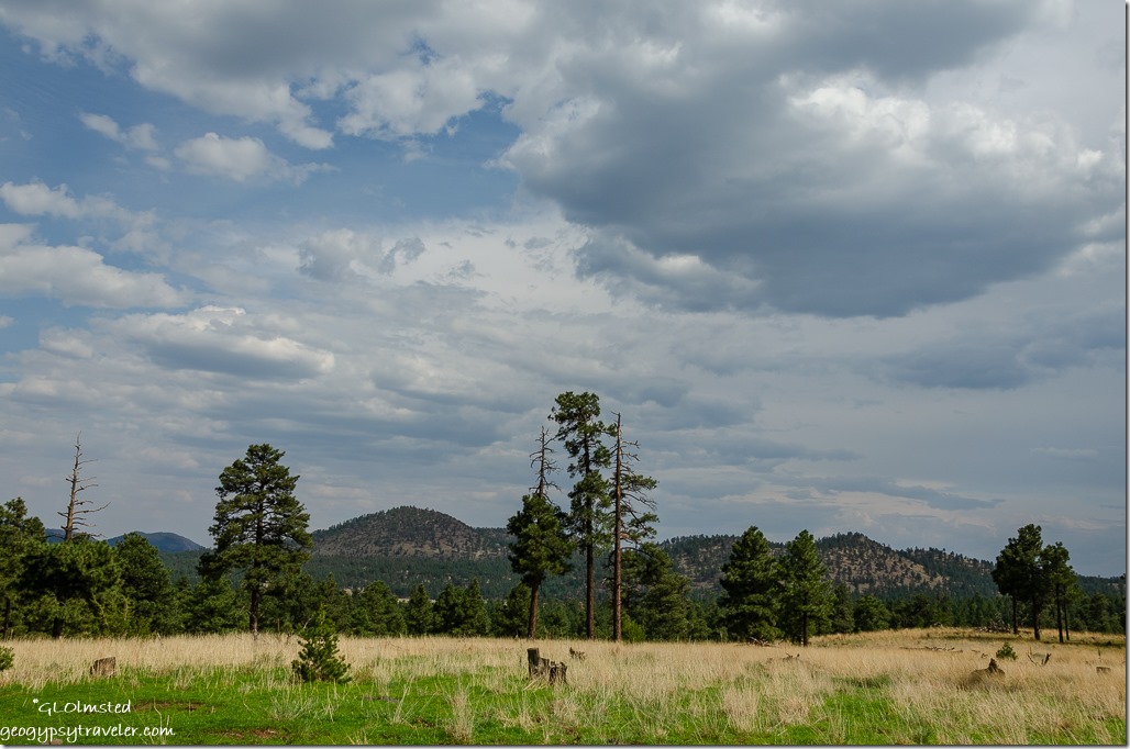 meadow trees San Fransisco Peaks clouds FR545 Coconino National Forest Arizona