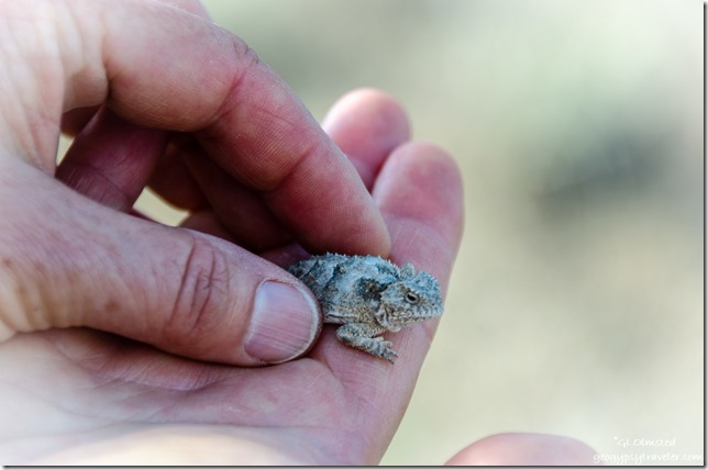 Horned Lizard Kat's hands Yarnell Arizona
