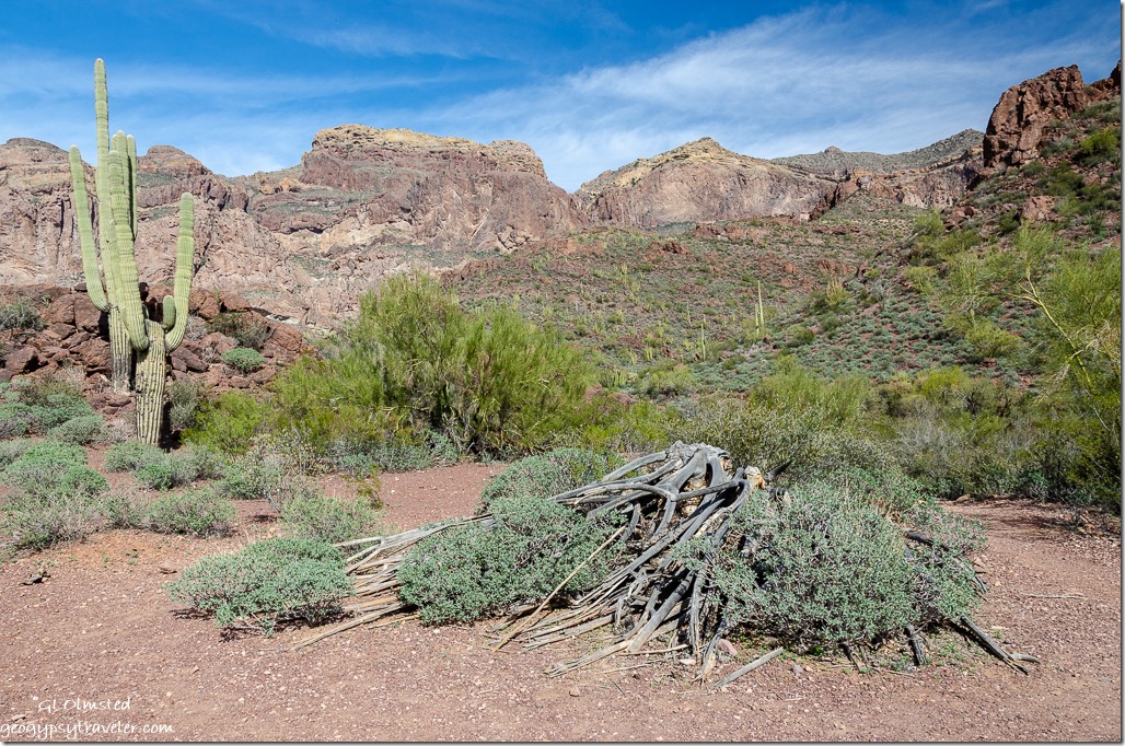 Sonoran desert mountains Ajo Mountain Road Organ Pipe Cactus National Monument Arizona