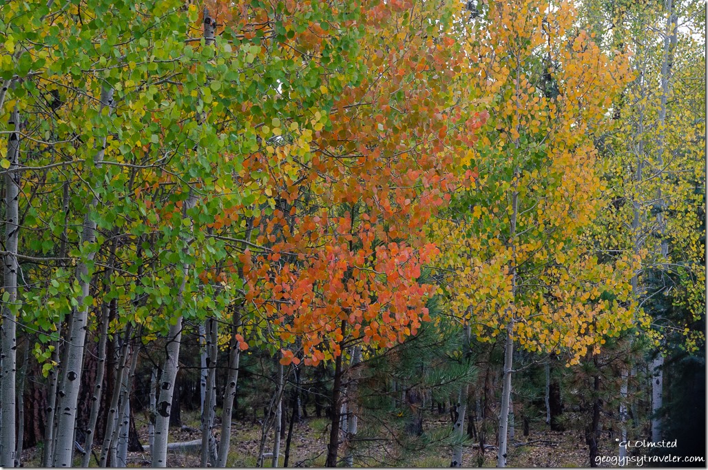 Fall aspen FR271 Kaibab National Forest Arizona