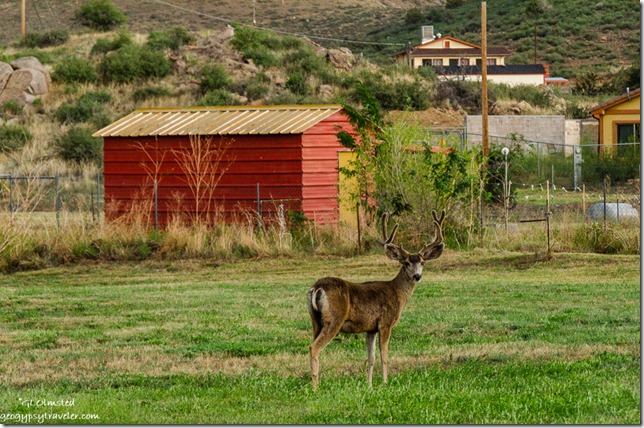 buck Mule Deer Yarnell Arizona