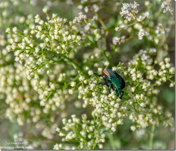 Emerald Euphoria Scarab Beetle Weaver Mountains Yarnell Arizona