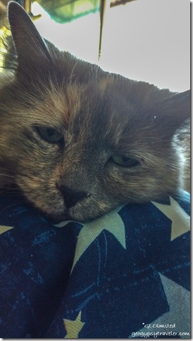 Sierra cat in bed Yarnell Arizona