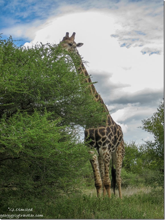 Giraffe Kruger National Park Mpumalanga South Africa