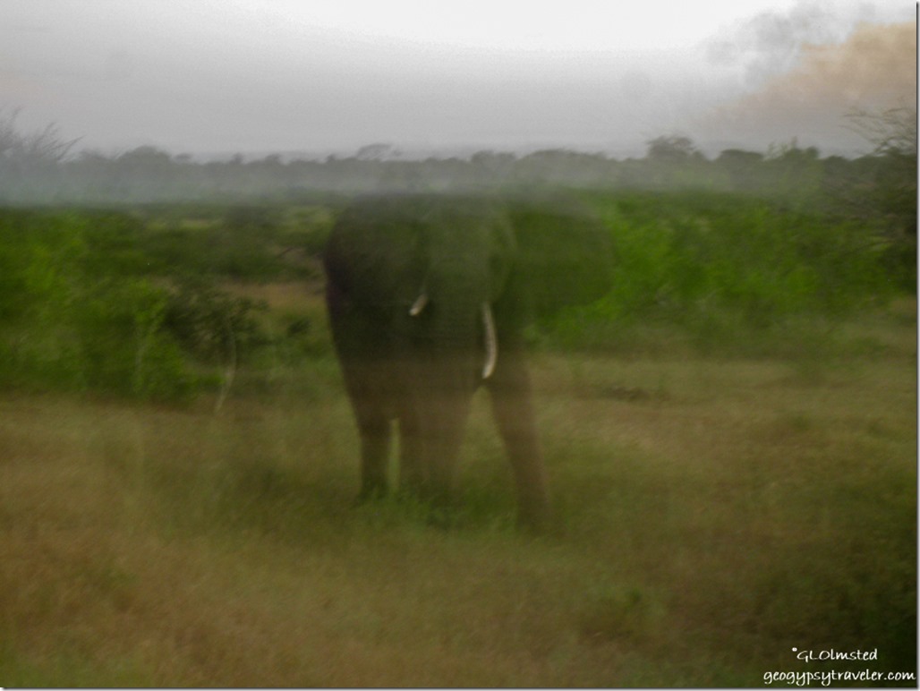 Elephant Night ride Kruger National Park Mpumalanga South Africa