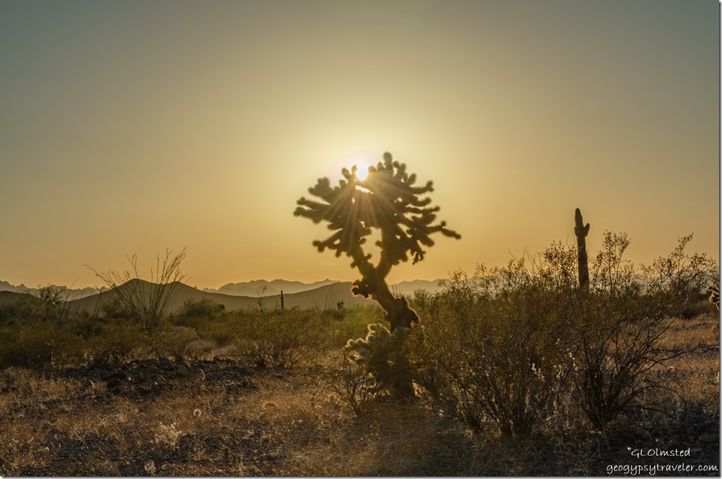 cholla sunburst desert mountains last light Palm Canyon Road Kofa National Wildlife Refuge Arizona