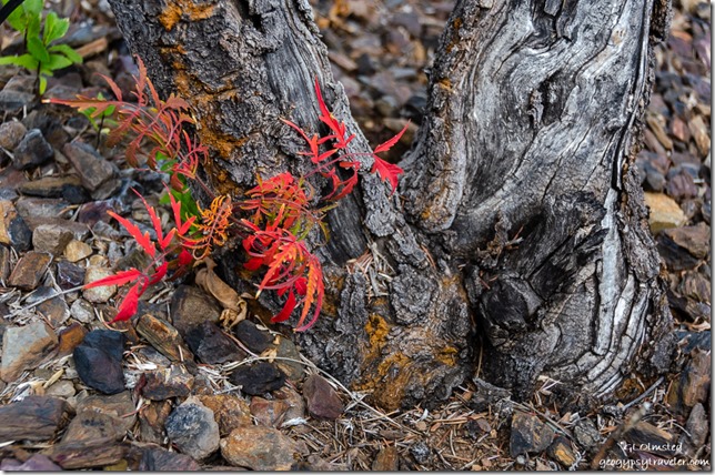 red fall Sumac leaves Coscto Prescott Arizona