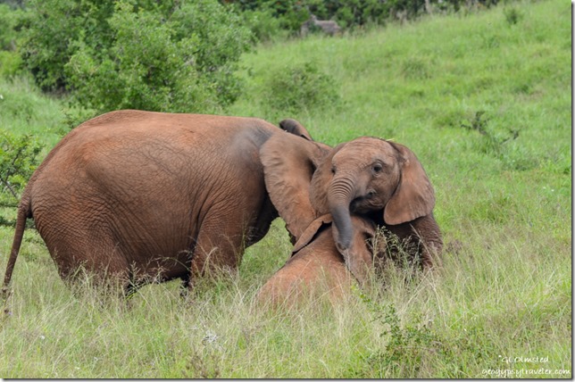 Young elephants at play Addo Elephant National Park South Africa