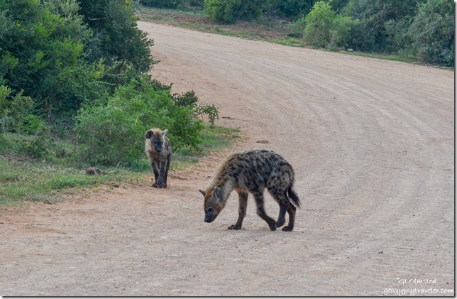 Hyena pups Addo Elephant National Park South Africa
