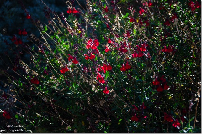 red flowers sage garden Yarnell Arizona